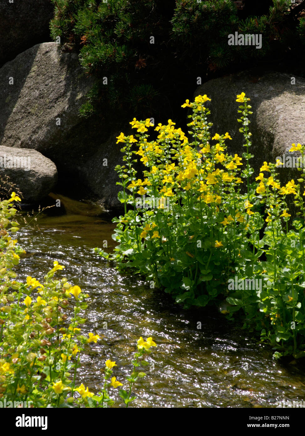 Giallo fiore di scimmia (mimulus luteus) Foto Stock