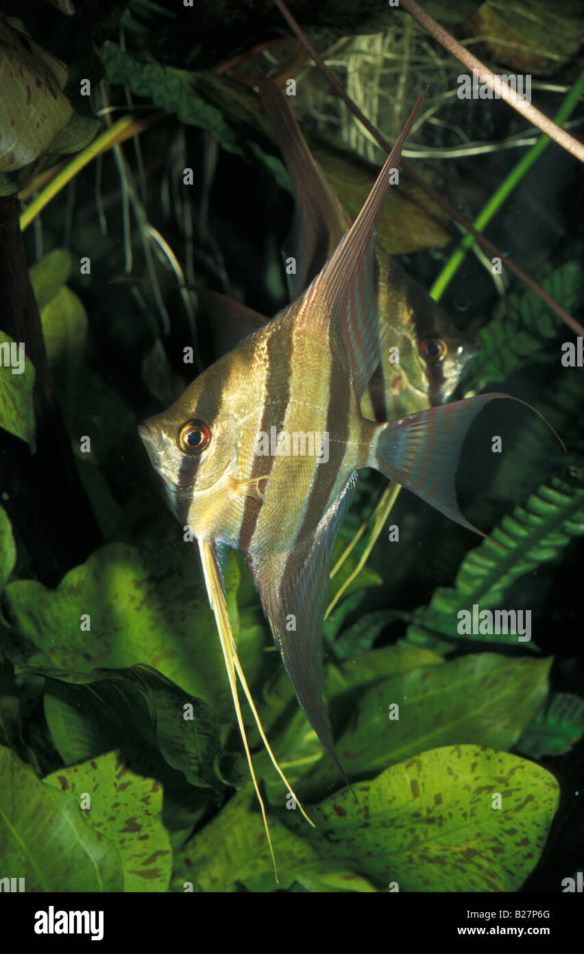 Pterophyllum altum, profondo pesci angelo Sud America Cichlid pesci