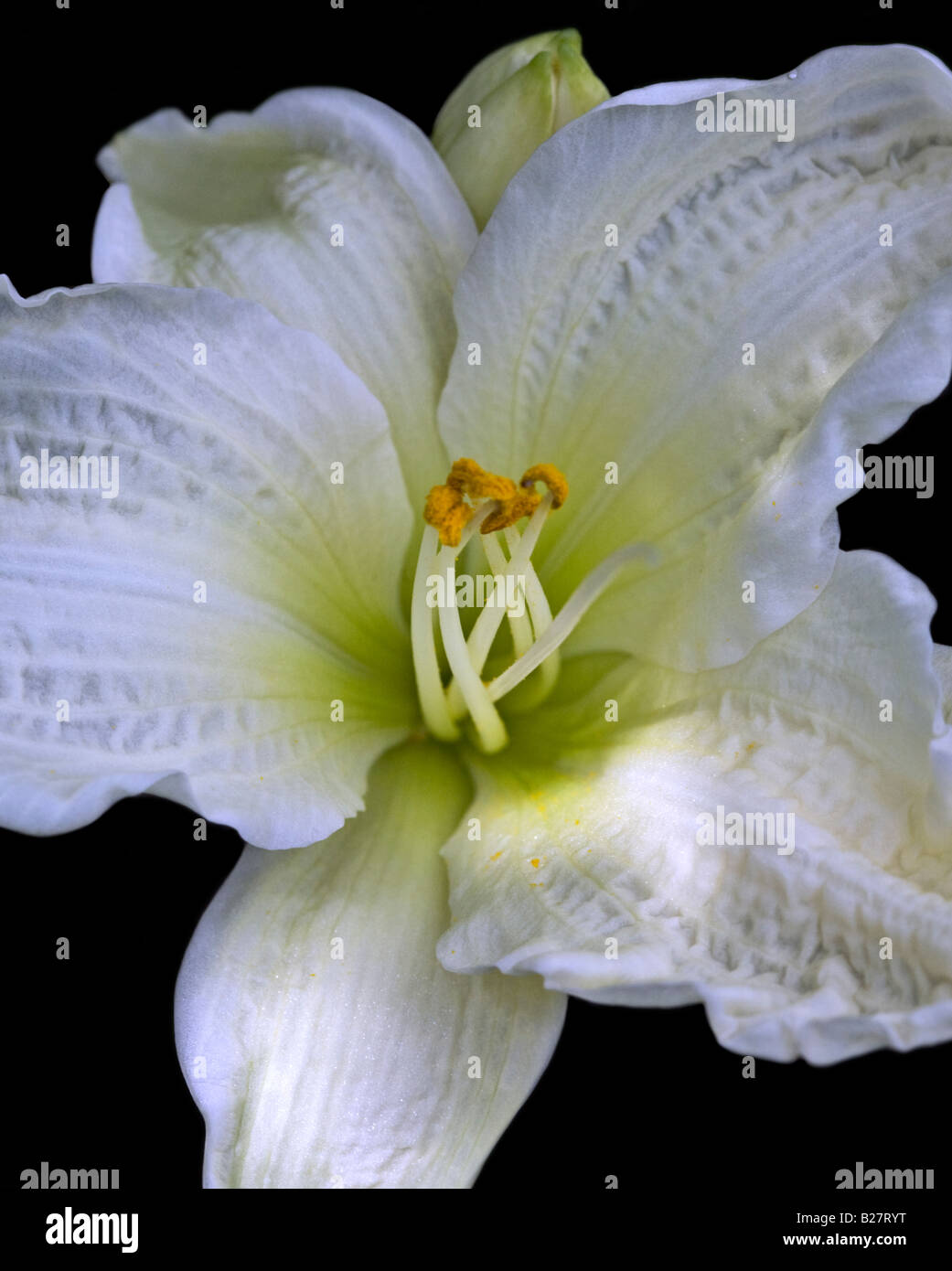 Bianco (Hemerocallis Daylily) su nero Foto Stock