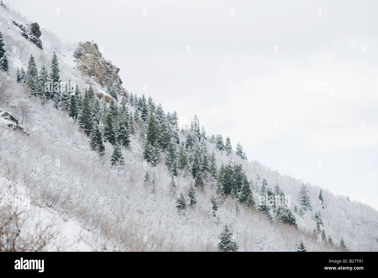 Coperta di neve alberi sul lato montagna Foto Stock