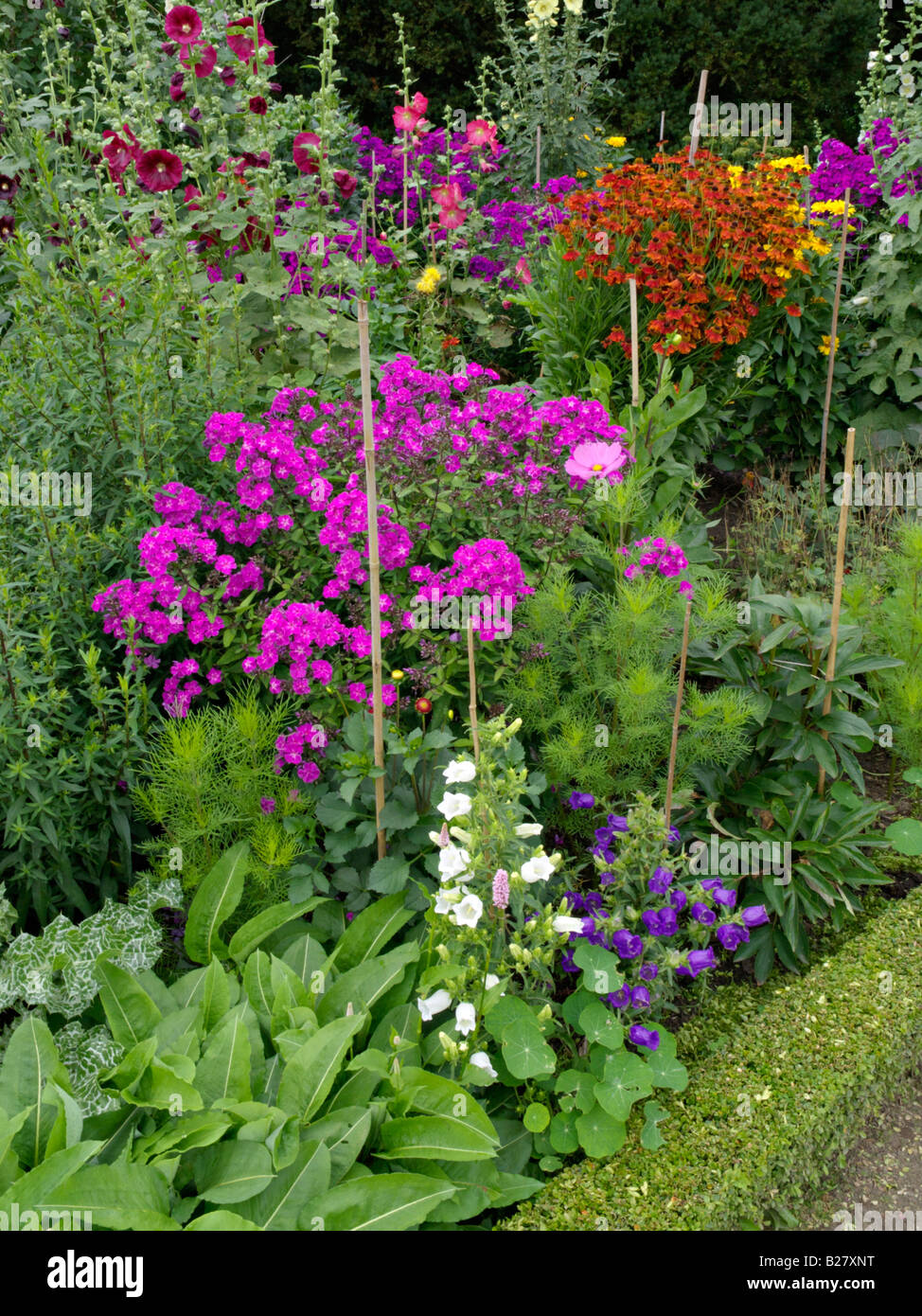 Campanule (campanula), phlox (phlox), sneezeweeds (helenium) e hollyhocks (alcea) Foto Stock