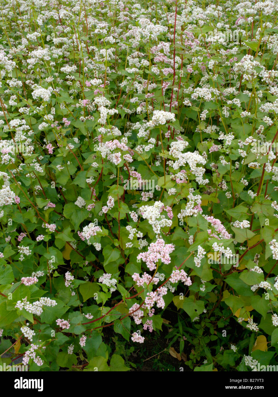 Comune di grano saraceno (Fagopyrum esculentum) Foto Stock