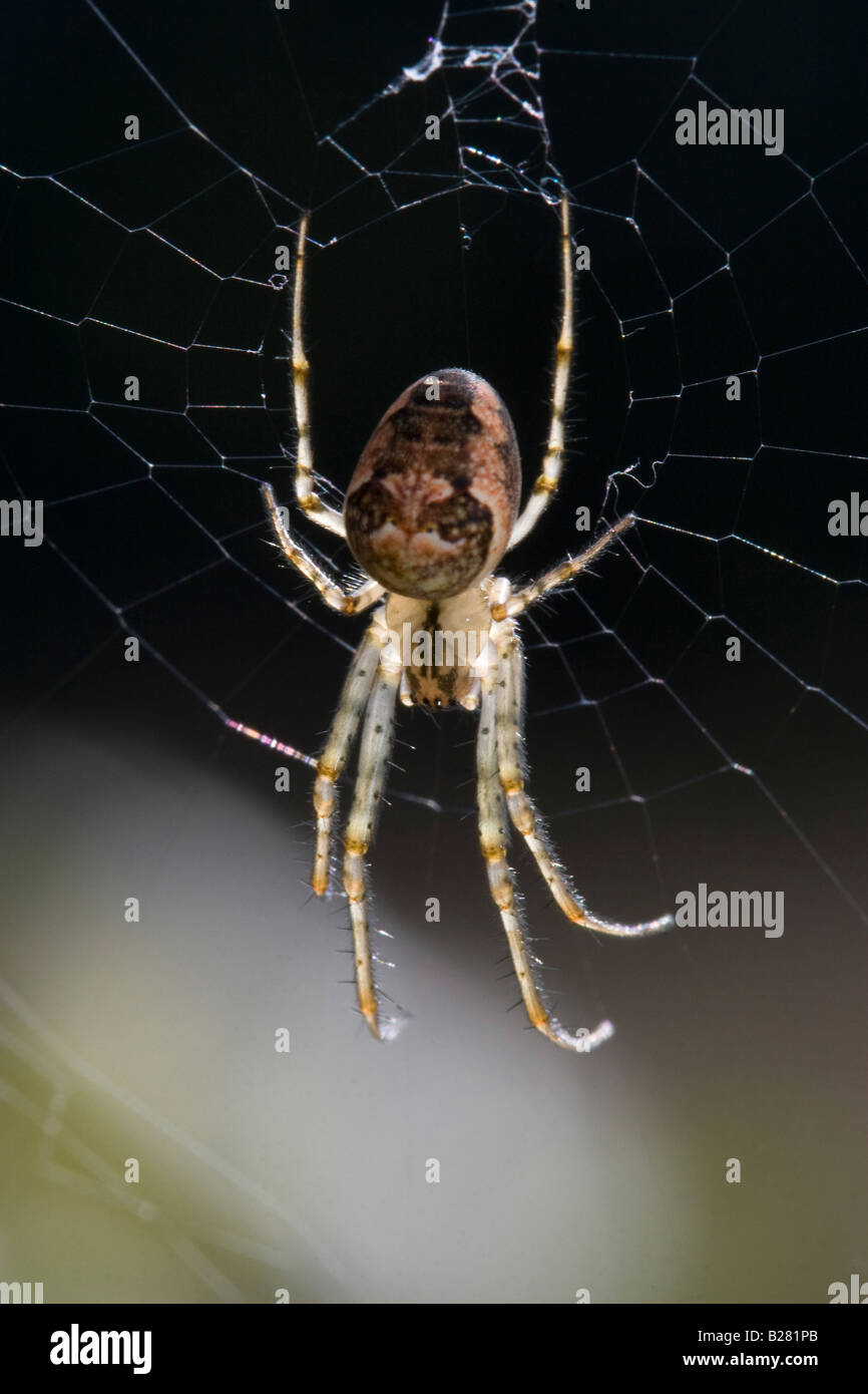 Spider: Probabilmente Metellina segmentata Foto Stock