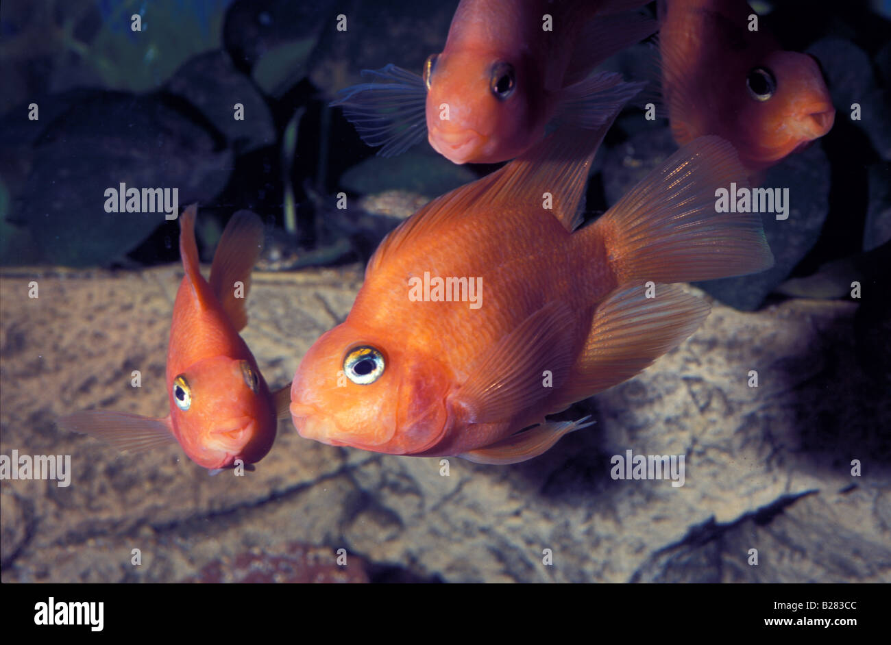 Red Parrot Cichlid, ibrida freshewater fish Foto Stock