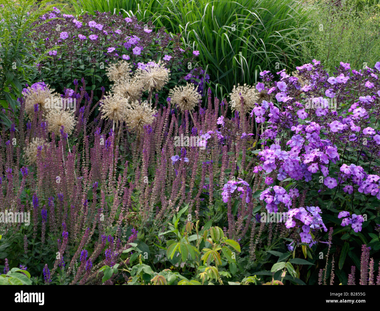 Cipolla ornamentali (allium), SALVIA (salvia) e phlox (phlox) Foto Stock