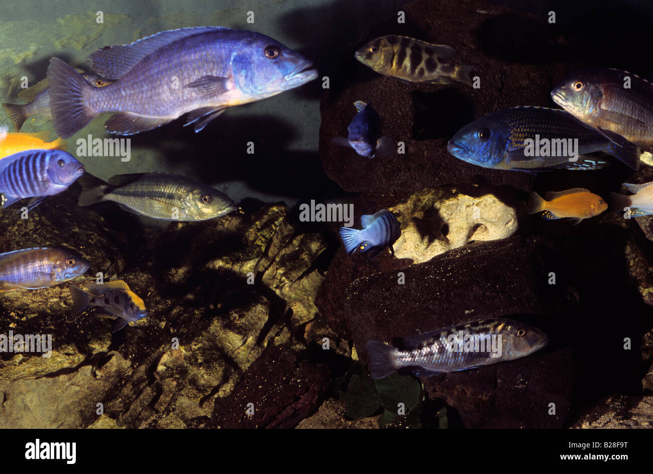 Il lago Malawi Cichlid, Africa, biotopo acquario Foto stock - Alamy