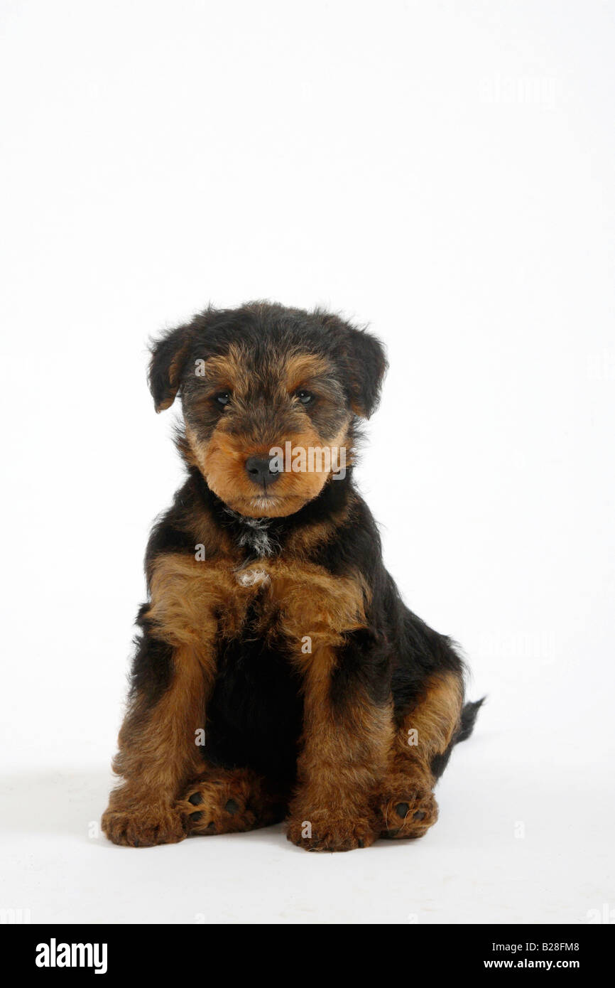 Welsh Terrier cucciolo di 7 settimane Foto Stock