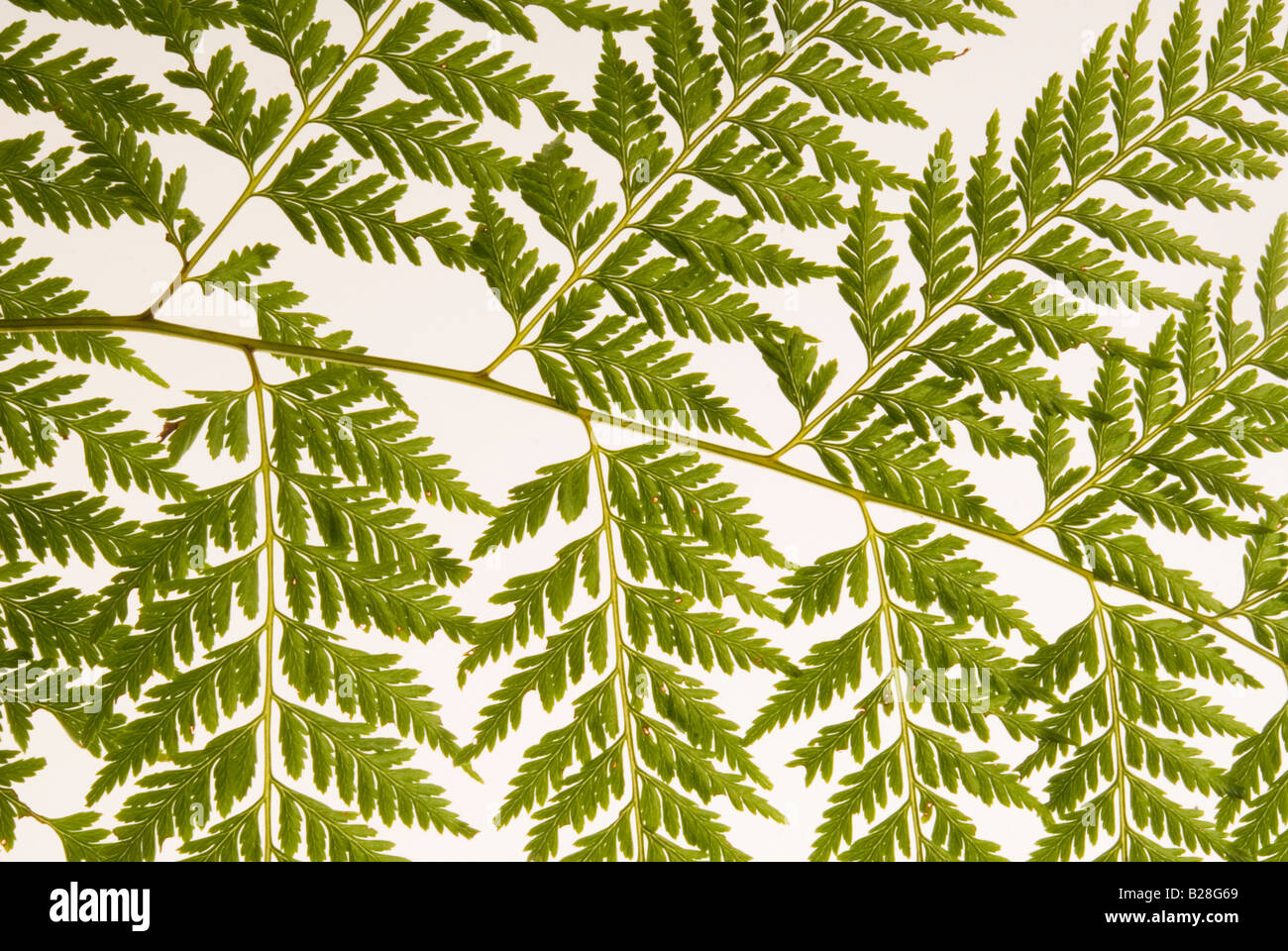 Bracken foglia di felce Foto Stock