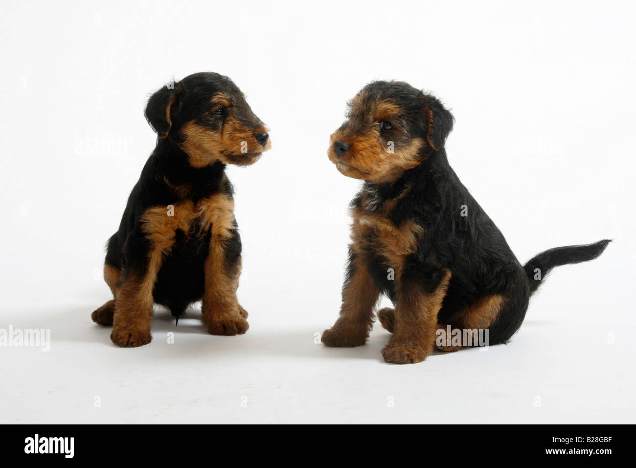 Welsh Terrier cuccioli di 7 settimane Foto Stock