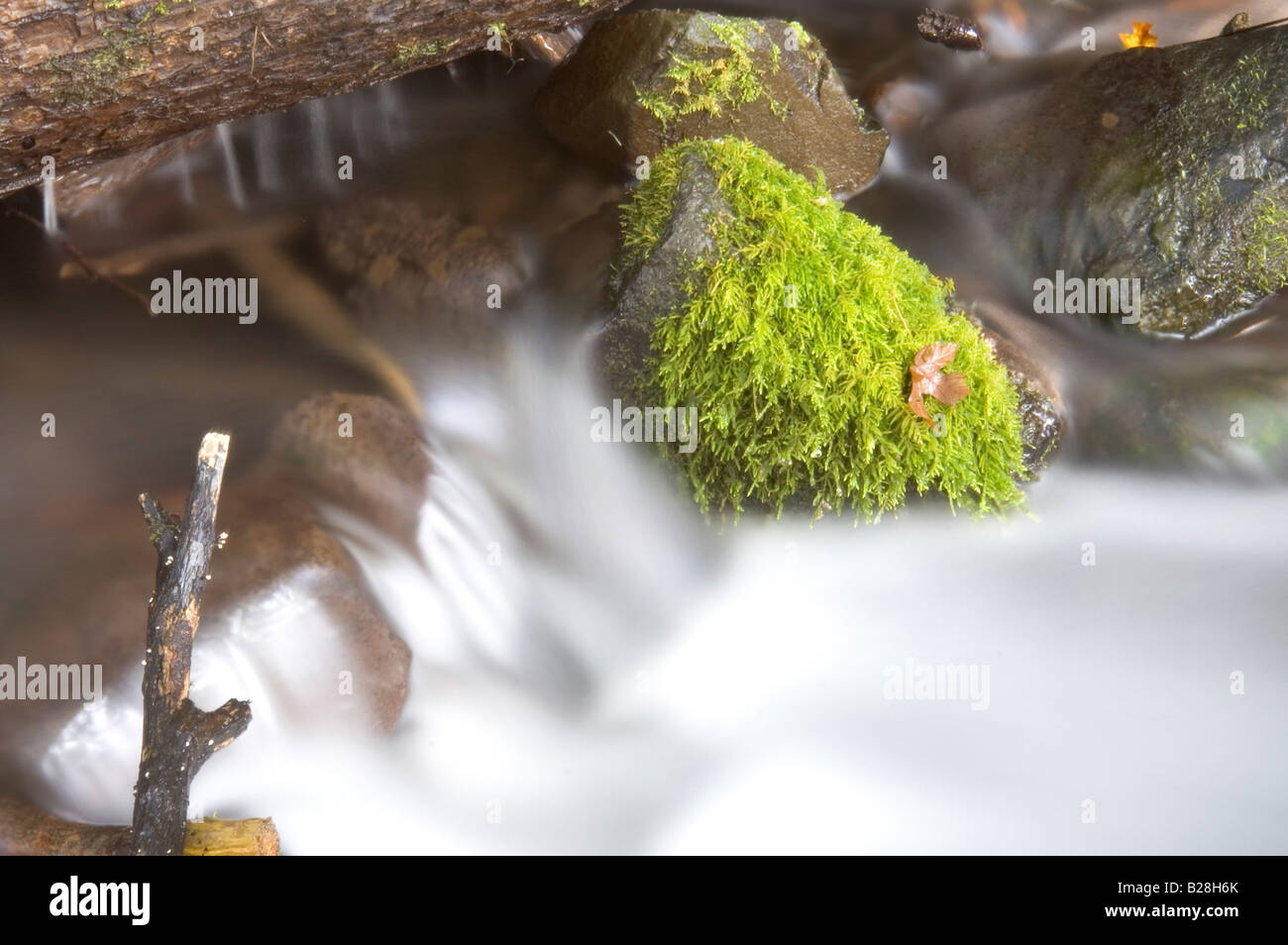 Correndo Acqua su rocce e Moss al di sotto di equiseto cade Foto Stock