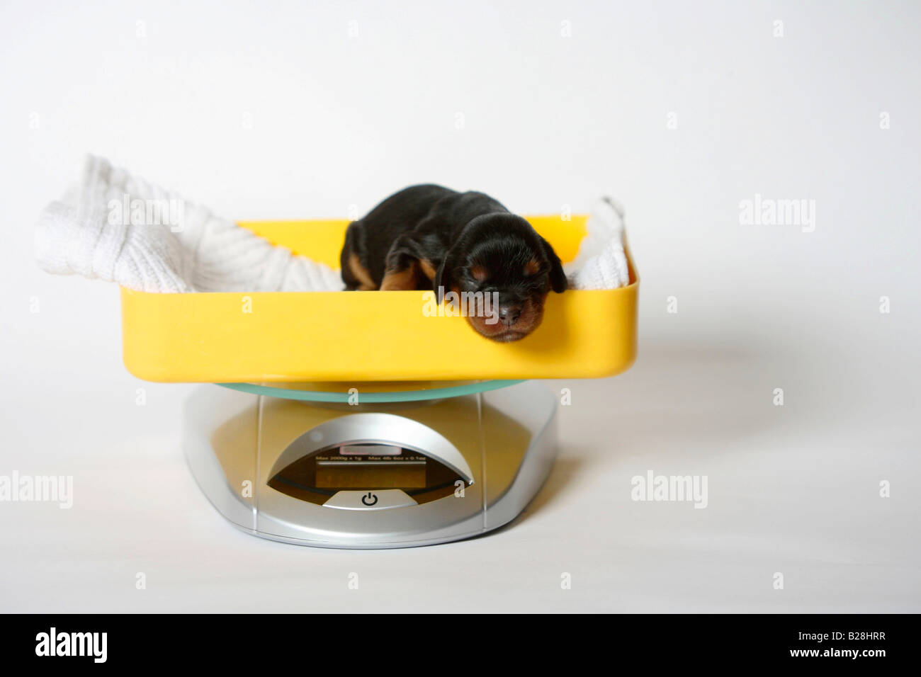 Cavalier King Charles Spaniel cucciolo nero e tan 3 giorni su scala Foto Stock