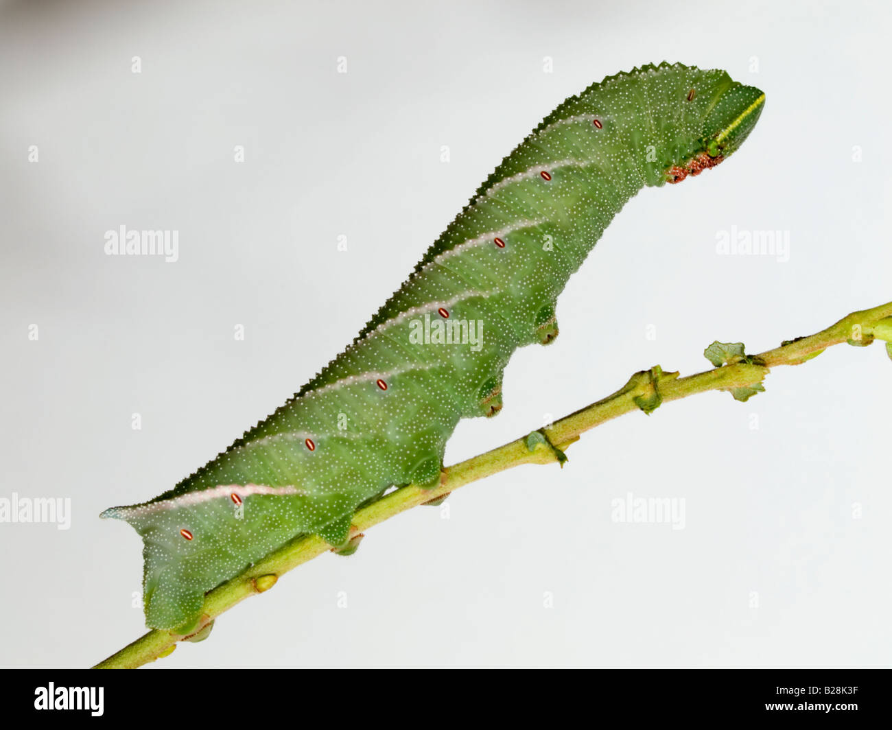 Eyed Hawkmoth larva Foto Stock