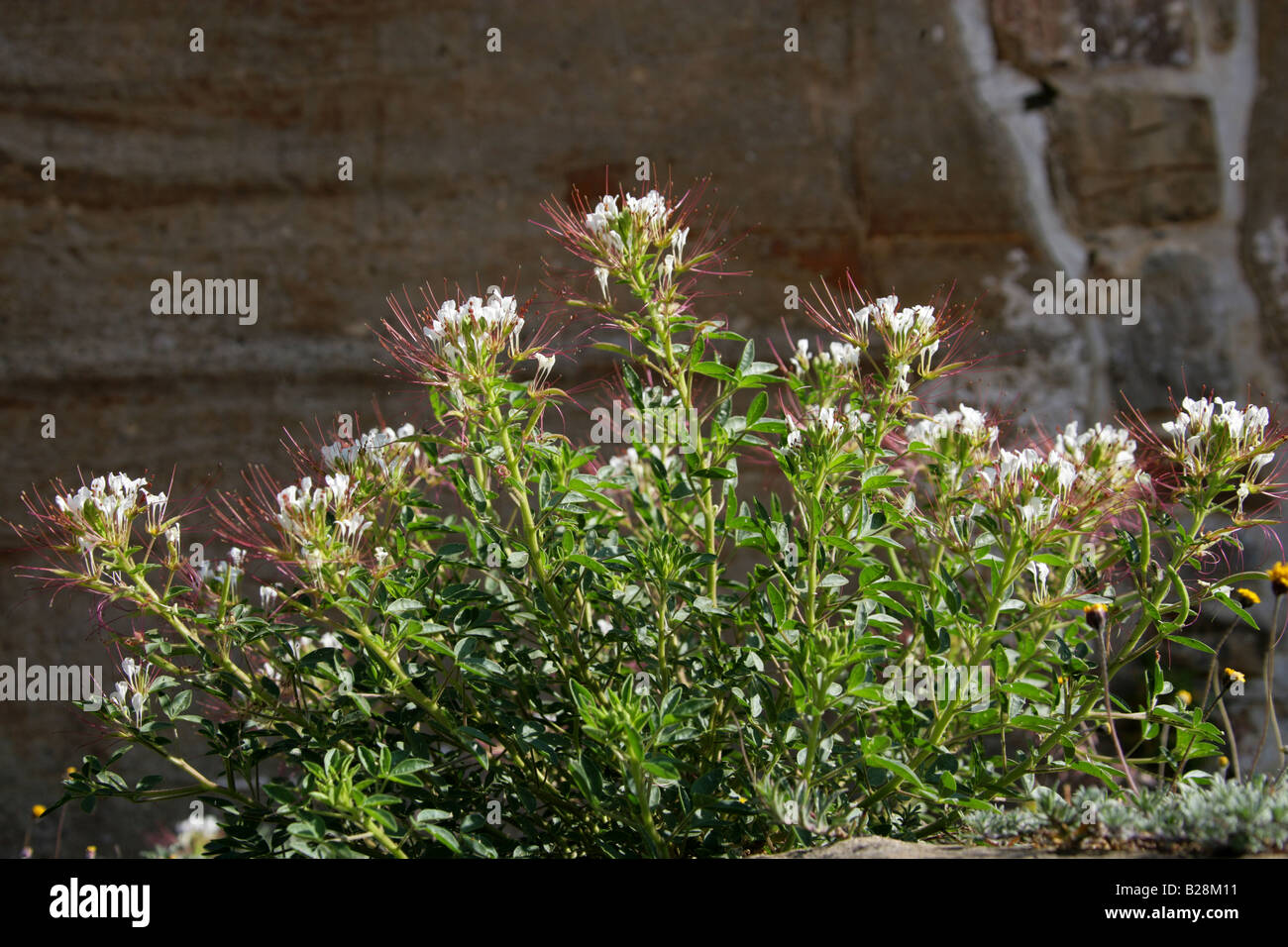 Impianto nella famiglia Fabaceae crescono sulle pareti del Monte Alban, Oaxaca, Messico Foto Stock
