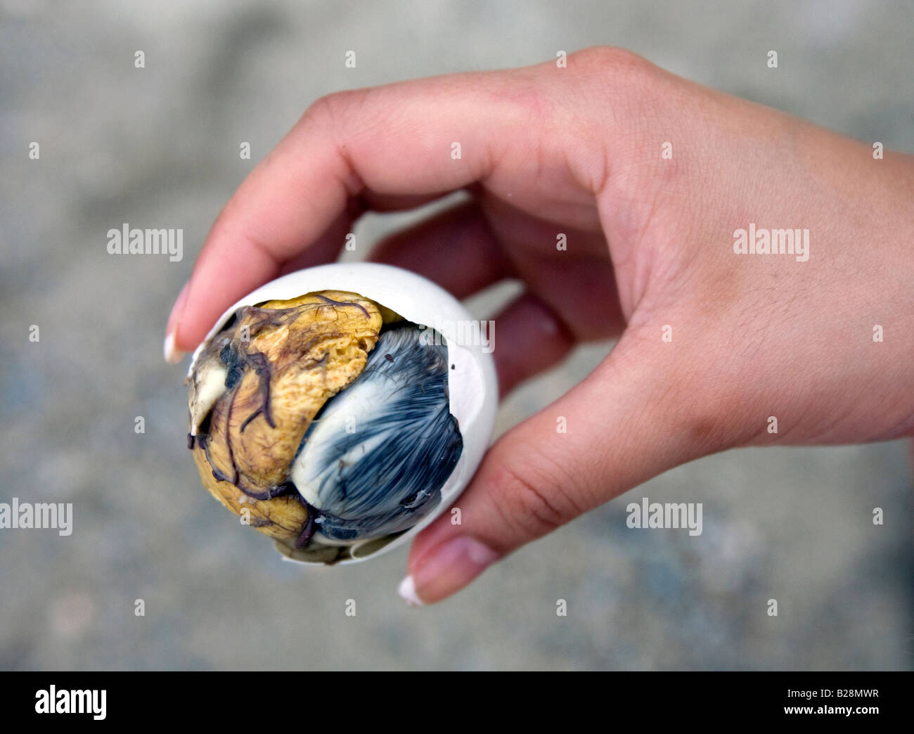 Un Filipina detiene un balut sulla bianca spiaggia di Puerto Galera, Filippine. Foto Stock