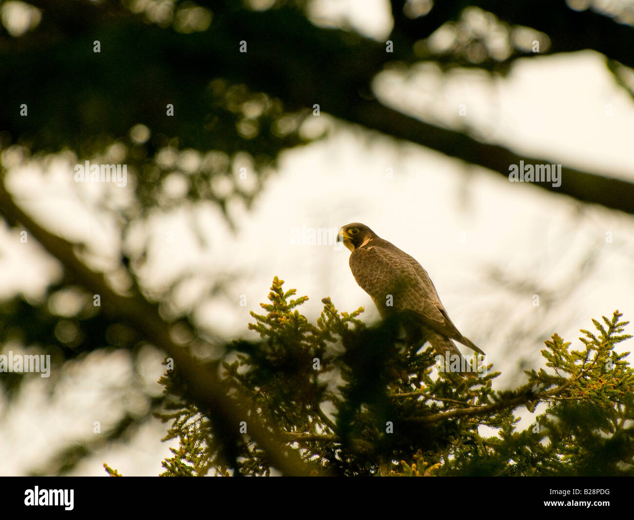 Canada New Brunswick Falco pellegrino nel selvaggio appollaiato su un albero di foresta Baia di Fundy Foto Stock