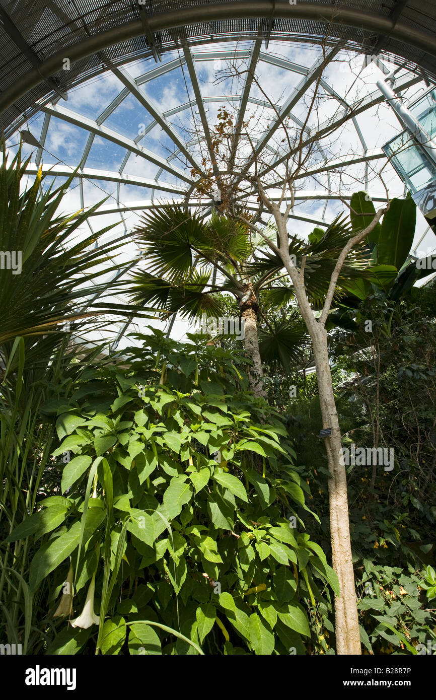 Regno Unito Tyne and Wear Sunderland Mowbray Park Winter Gardens palme tropicali cresce all'interno della serra Foto Stock