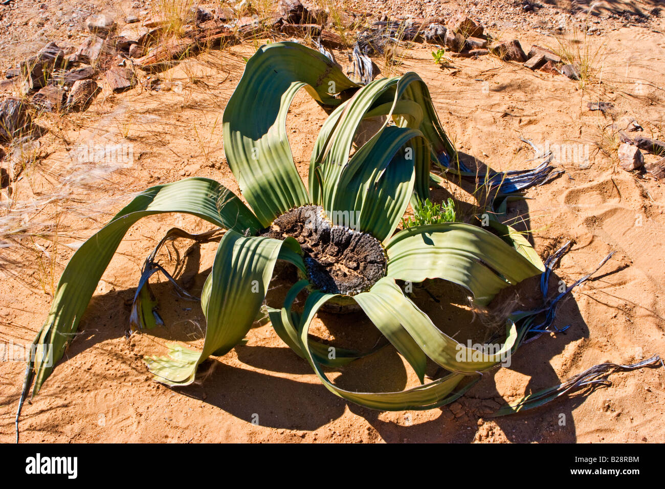 Un impianto di Welwitschia ( Welwitschia mirabilis ) nel deserto del Namib, Namibia Foto Stock