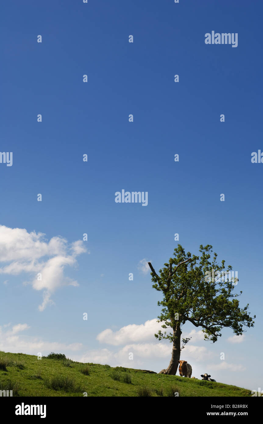 Le vacche sotto un albero, l'Irlanda del Nord. Foto Stock