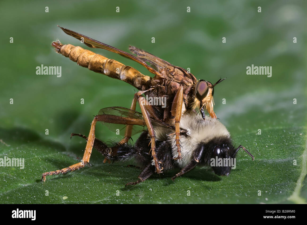Robber Fly mangiando un Bumblee Bee, Diogmites neoternatus Foto Stock