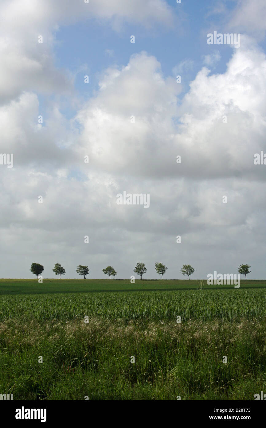 Un campo di erba con una fila di alberi Foto Stock
