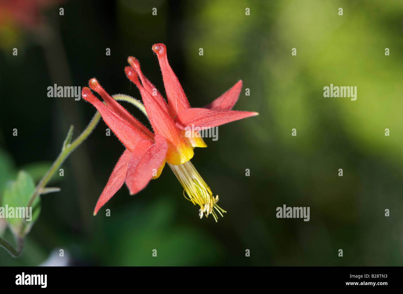 Red aquilegia alpina Aquilegia formosa Gabriola della Columbia britannica in Canada Foto Stock