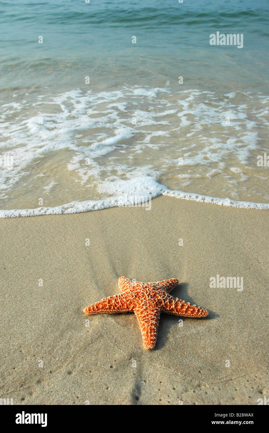Starfish sulla riva e Sfondo oceano Foto Stock