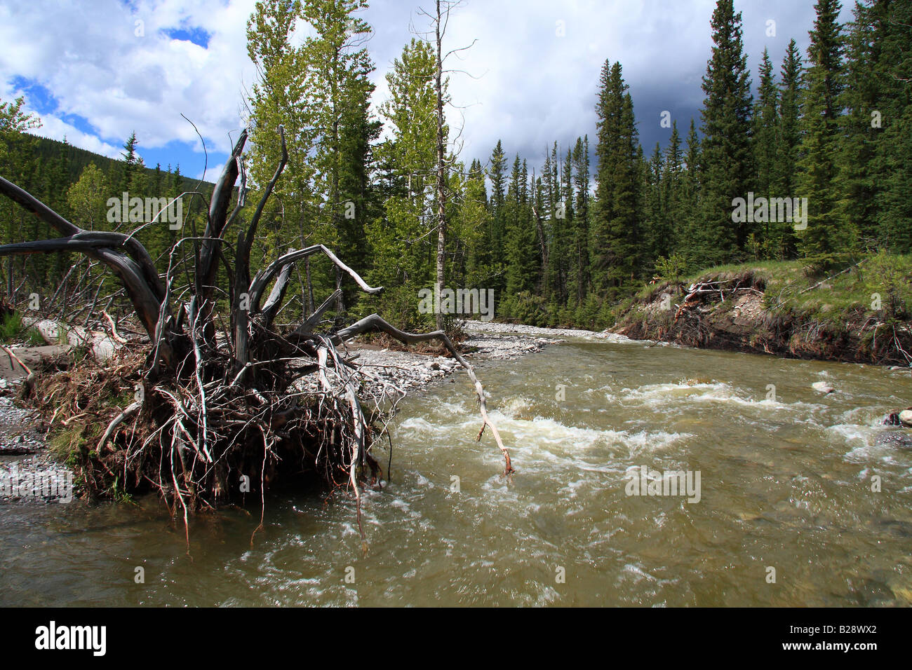 Il fiume selvaggio in primavera, Kananaskis country, Alberta Foto Stock