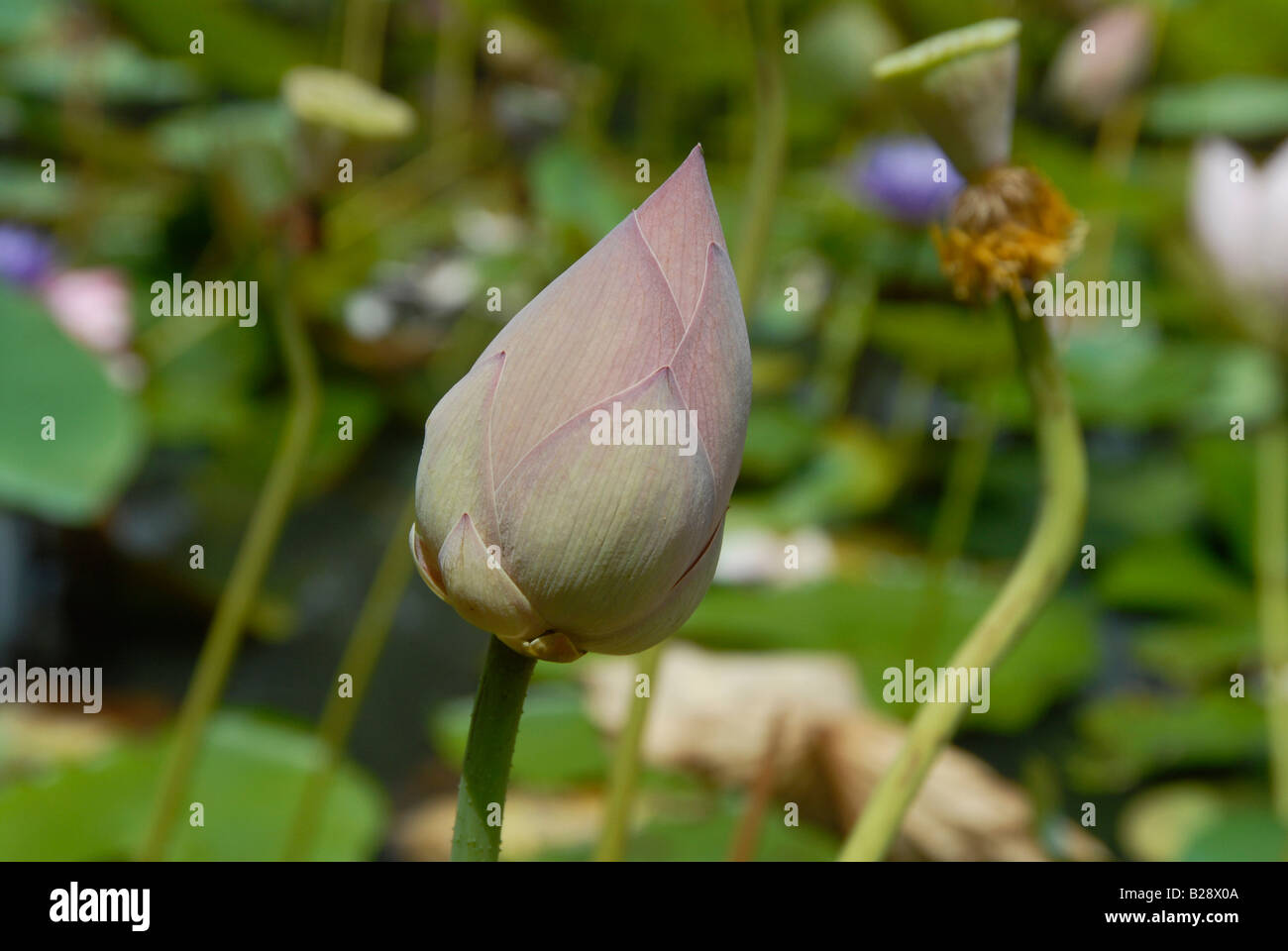Fiore di loto Foto Stock