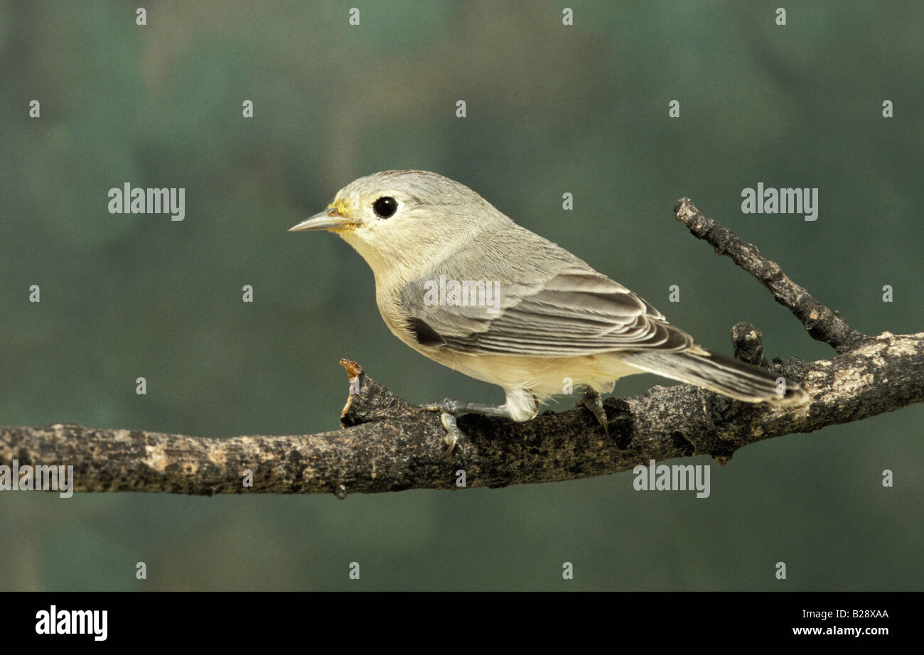 Lucy, trillo Vermivora luciae Catalina Parco Statale di Tucson in Arizona Stati Uniti Settembre Parulidae Immature Foto Stock