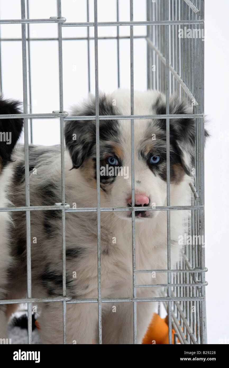 Pastore australiano cucciolo di 7 settimane in gabbia kennel Foto stock -  Alamy