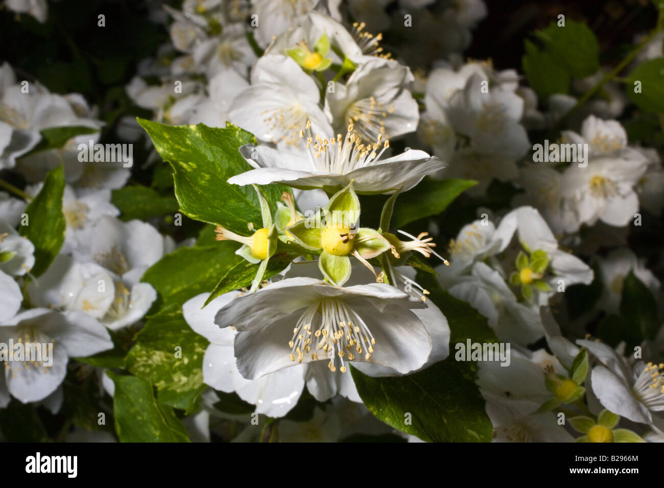 Ghirlanda nuziale Spiraea cantoniensis Vanhouttei Foto Stock