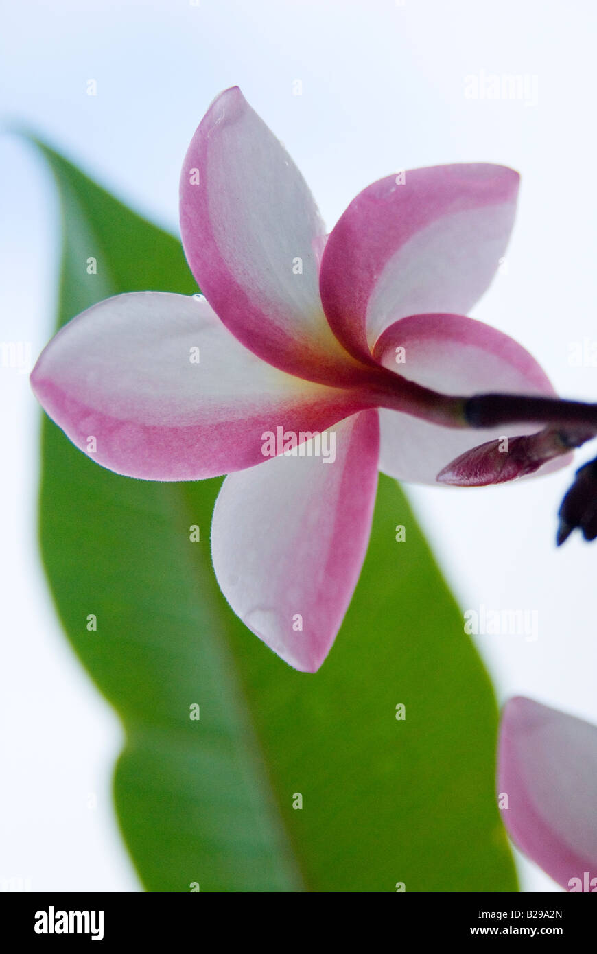 Macro shot di Plumeria nome comune Frangipani La Plumeria fiore è utilizzato nelle Hawaii per rendere ilo Foto Stock