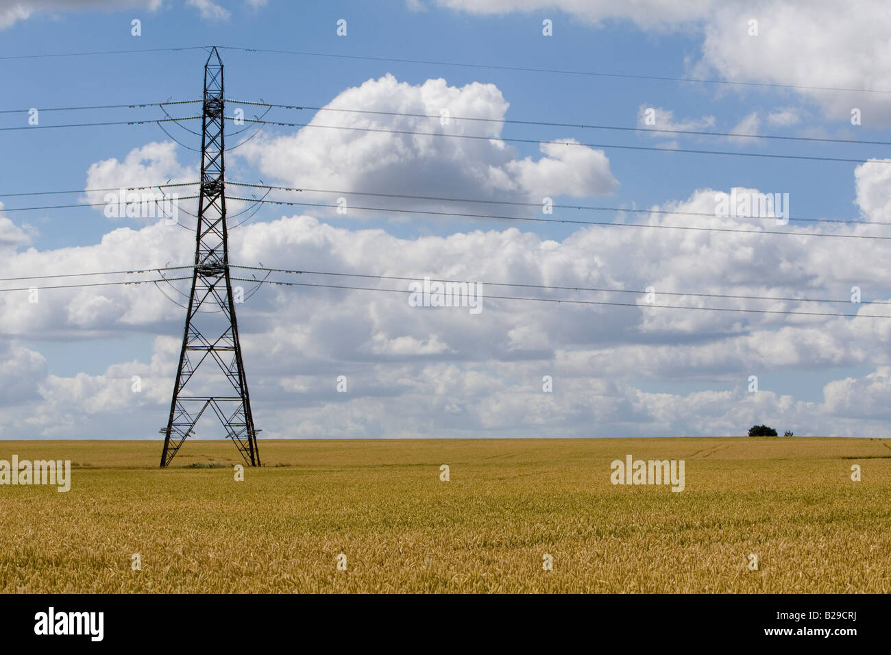 Campo di grano con un pilone dell'azzurro del cielo e il bel tempo nuvole Kent REGNO UNITO estate Foto Stock
