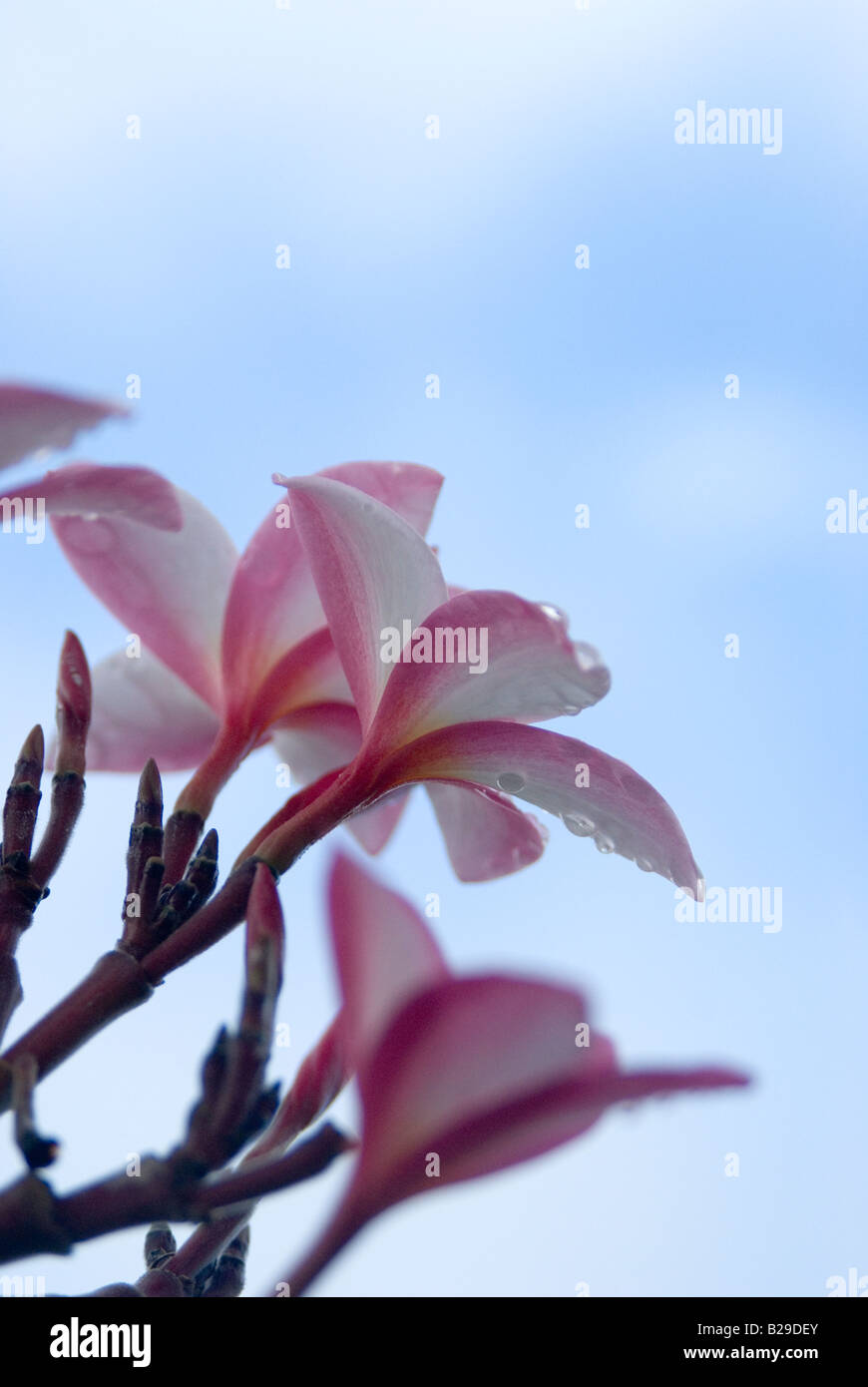 Macro shot di Plumeria nome comune Frangipani La Plumeria fiore è utilizzato nelle Hawaii per rendere ilo Foto Stock