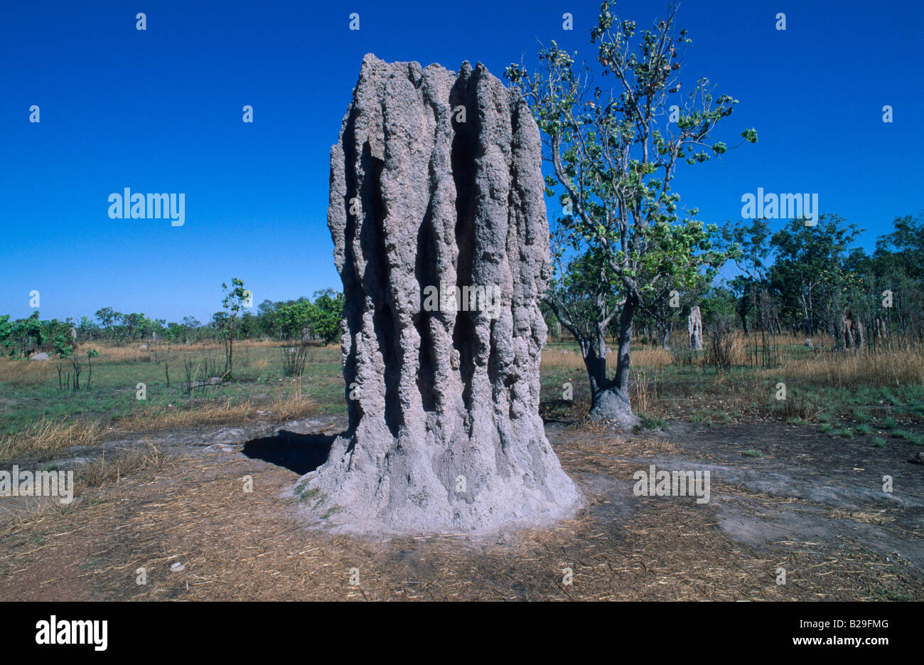 Collina della termite Foto Stock