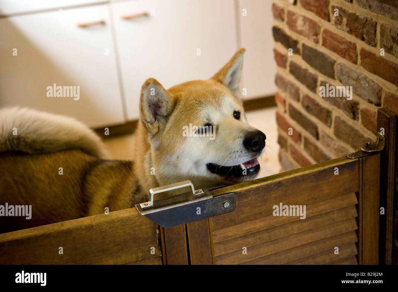 Akita Inu Foto Stock