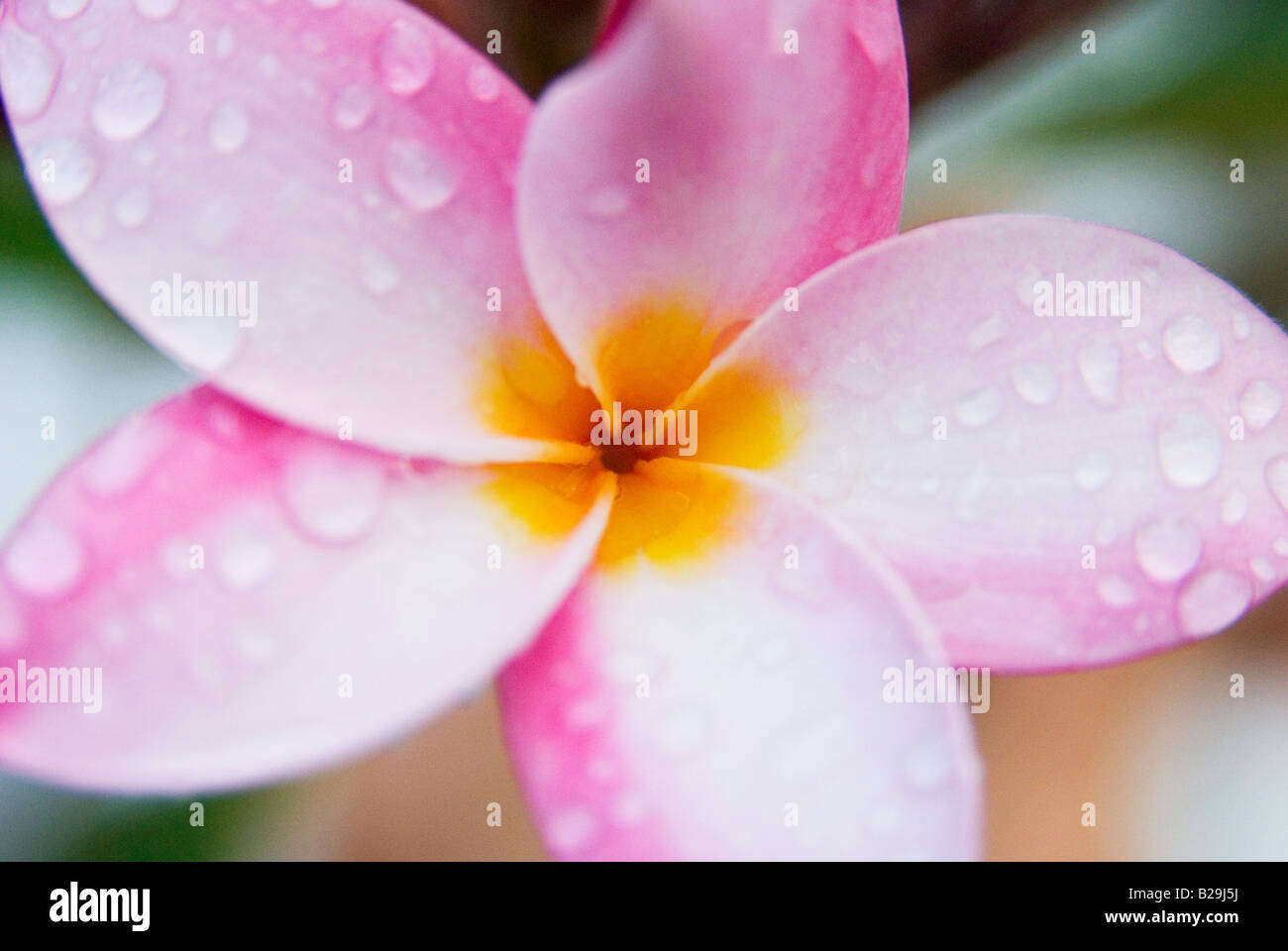 Macro shot di Plumeria nome comune Frangipani La Plumeria fiore è utilizzato nelle Hawaii per rendere ilo Foto Stock