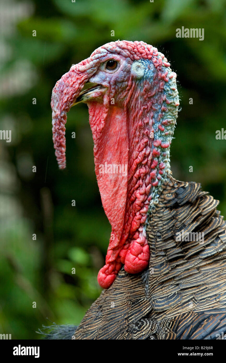 Nazionale Turchia Foto Stock