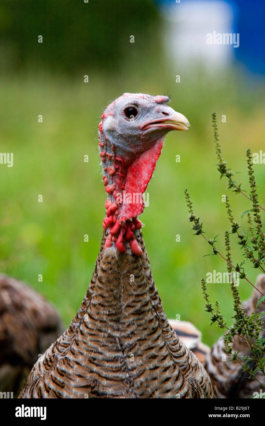 Nazionale Turchia Foto Stock