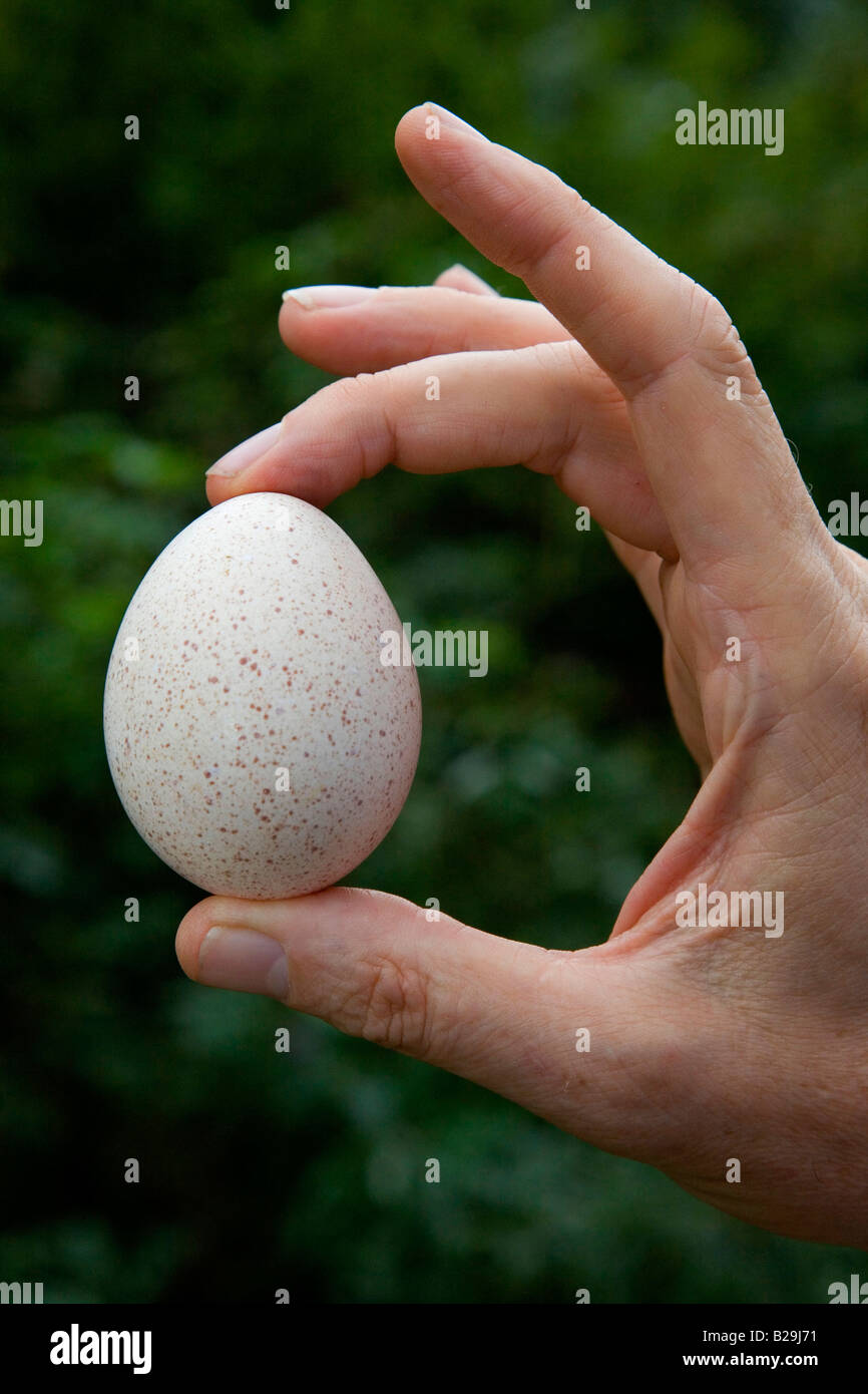 Nazionale Turchia Foto Stock