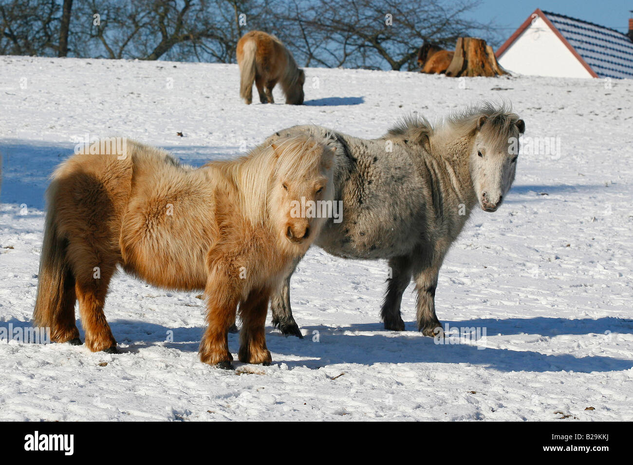 Mini pony Shetland Foto Stock