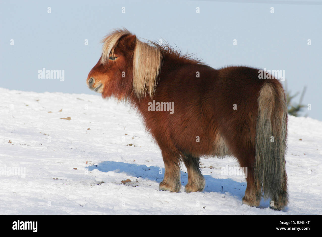 Mini pony Shetland Foto Stock