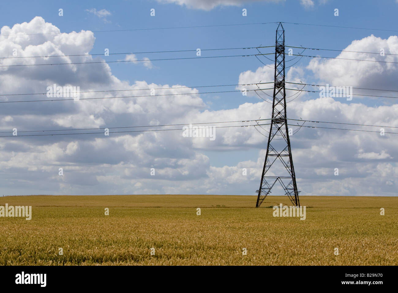 Campo di grano con un pilone dell'azzurro del cielo e il bel tempo nuvole Kent REGNO UNITO estate Foto Stock