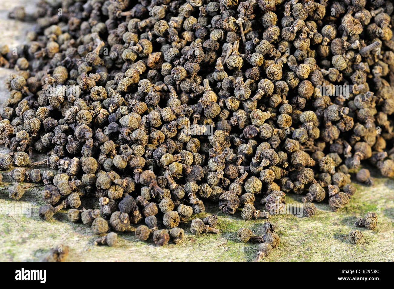 Evodia medicinali frutta / Wu Zhu Yu Foto Stock