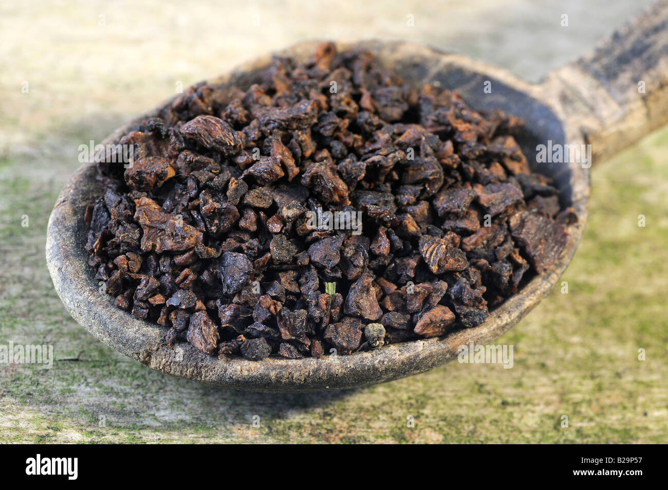 Il tubero Fleeceflower root / Egli Shou Wu Foto Stock