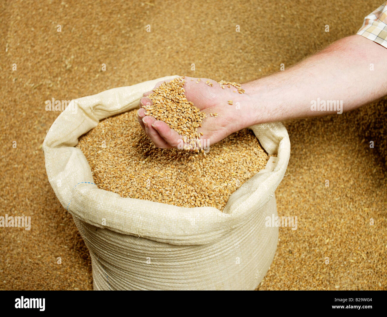 Una manciata di grano, frumento in un sacco di grano più dietro Foto Stock