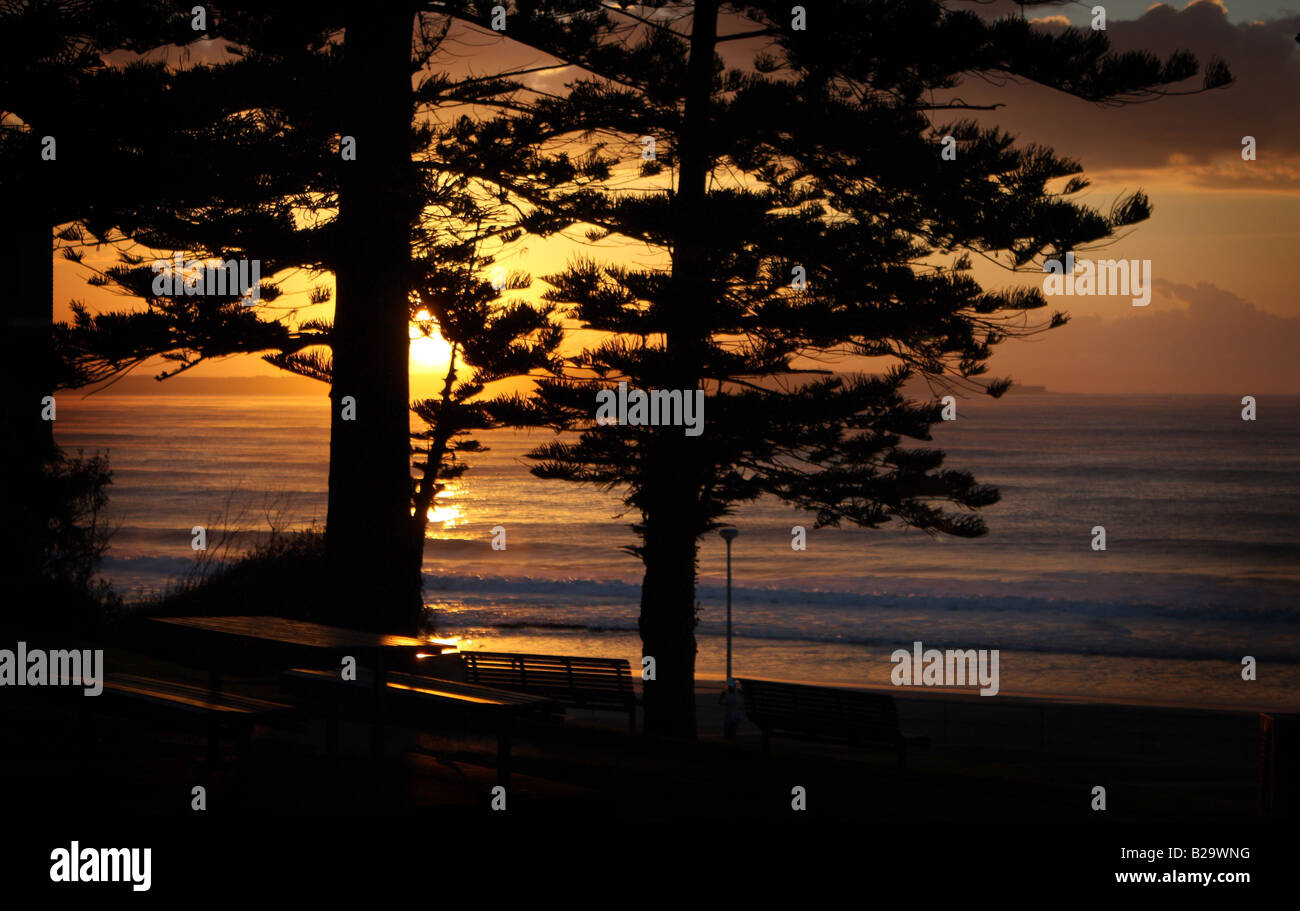 Un sunrise attraverso gli alberi di pino a Cronulla Beach, N.S.W in Australia. Foto Stock