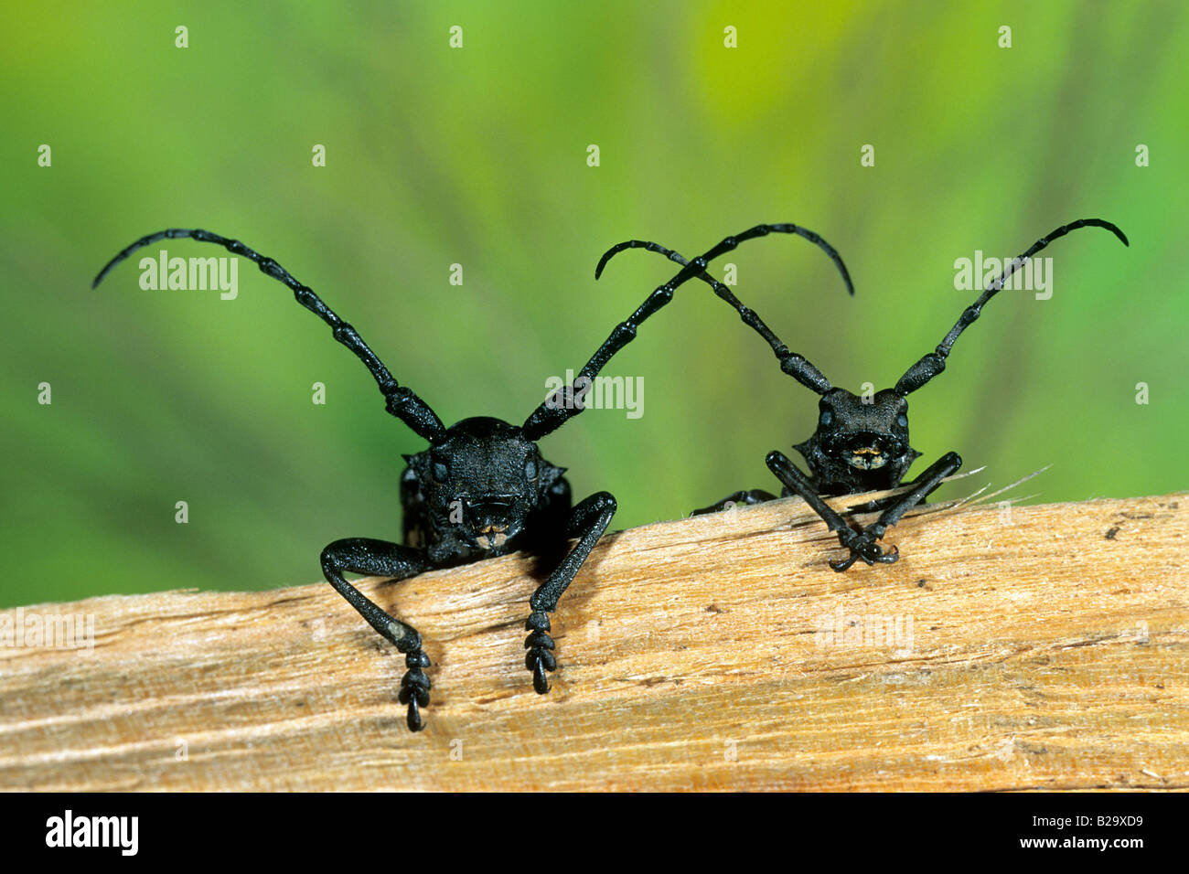 Longhorn Beetle (Lamia textor), maschio e femmina su legno Foto Stock