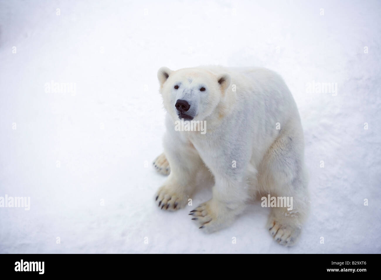 Orso polare Foto Stock