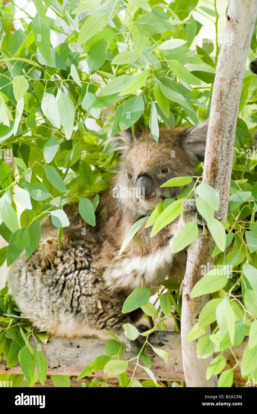 Il Koala femmina Phascolarctos cinereus in un albero di eucalipto Foto Stock
